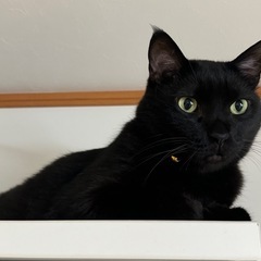 黒猫 9歳 男の子です