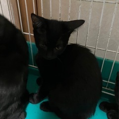 黒猫女の子③里親募集終了