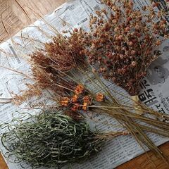 ドライフラワー　4種類の画像