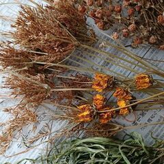 ドライフラワー　4種類の画像