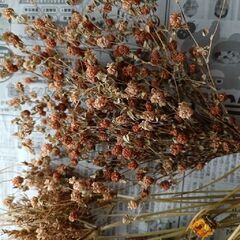 ドライフラワー　4種類の画像