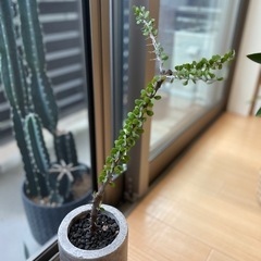 希少アローディアコモサ　カット苗20センチの画像