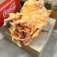 天然マスタケ2kg