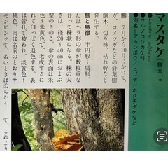天然マスタケ2kgの画像