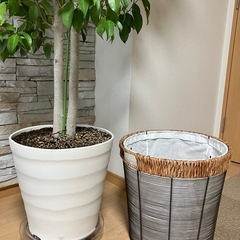 観葉植物 ベンジャミン 目隠しに最適 トールサイズ ※カバー付属