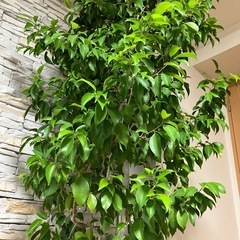 観葉植物　ベンジャミン　目隠しに最適　トールサイズ　※カバー付属
