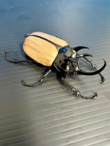 ゴホンツノカブト♂♀【完売御礼】