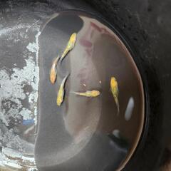 夜桜ラメめだか10匹