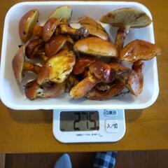 お話し中です、超格安 落葉キノコ １５００円相当
