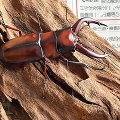 今期ラスト　トカラノコギリクワガタペア
の画像