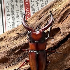 今期ラスト　トカラノコギリクワガタペア
の画像