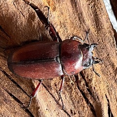 今期ラスト　トカラノコギリクワガタペア
の画像