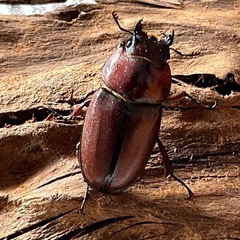 今期ラスト　トカラノコギリクワガタペア
の画像