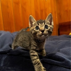 里親様　決まりましたキジ猫 男の子