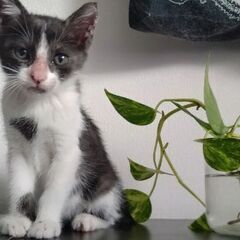 ハチワレちゃんです!