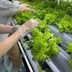 【障がい者雇用】建物内での水耕栽培  屋内なので雨の日でも快適＆安全！植物に関わる仕事がしたい方大歓迎！の画像