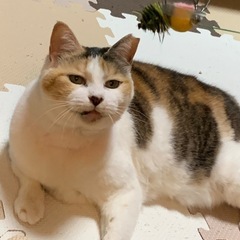 三毛猫シニアのみぃちゃん　大人な里親様希望🍁🌸