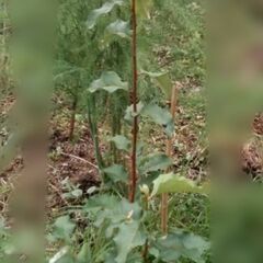 さしあげます★グミの木★挿し木の画像