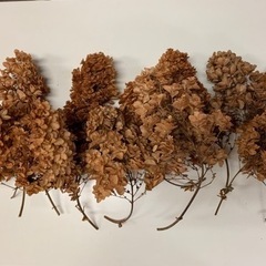 紫陽花のドライフラワー　