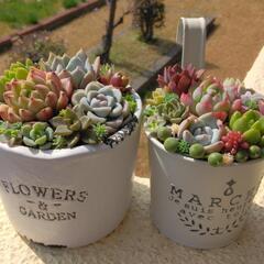 ⭐🌵多肉植物寄せ植えワークショップ🌵⭐