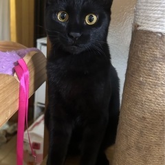 ツンデレ女子　良いご縁がありますように　縁ちゃん