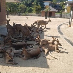 オフ会型国際交流雑談グルチャ！