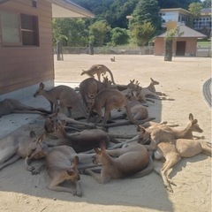 国際交流メイン雑談グルチャ！