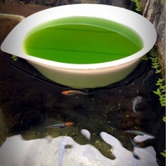 グリーンウォーター源水.安定飼育水.めだかに4,000ml　⒉セ...