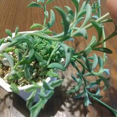 多肉植物 ドルフィンネックレス🐬の画像