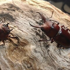 トクノシマノコギリクワガタ（ペア③）