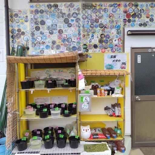 めだか無人販売　玉福メダカ　ミナミヌマエビ