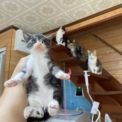 子猫(1ヶ月くらい) − 京都府