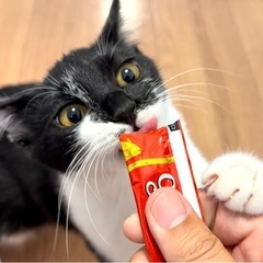 生後4ヶ月の白黒女の子😽