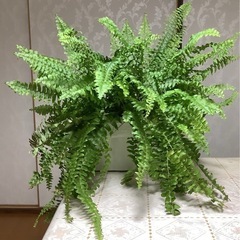 🌿ボストンタマシダ(観葉植物)A