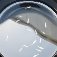 メダカの無人販売