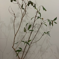 アマゾンオリーブ　観葉植物の画像