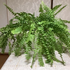 🌿ボストンタマシダ(観葉植物)B