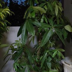 観葉植物  パキラ【取引中】