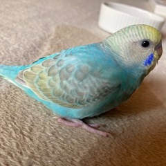 セキセイインコが迷子になってしまいました😭