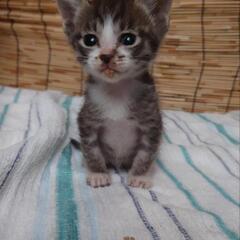 仔猫　トラ　ハチワレ　保護しました。家族になって下さい。
