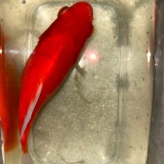 お値下げ⤵️‼️🐟金魚　　鮒金🐟肉厚‼️