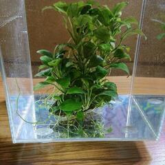 水草 アヌビアスナナ