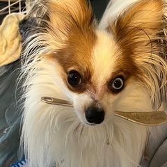 小型犬のワン友さん - その他