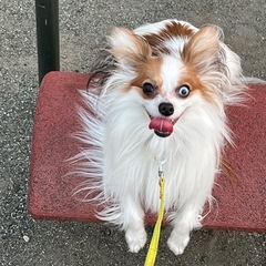 小型犬のワン友さん − 神奈川県
