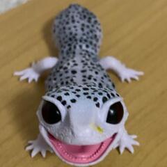 爬虫類　 レオパ　ヒョウモントカゲモドキ