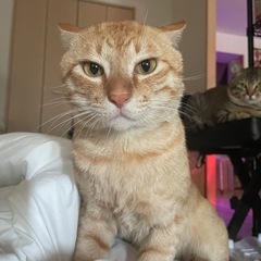 茶トラ さくらカット