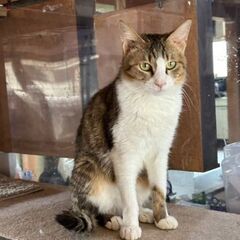 みんなの妹役、猫大好きしおらー