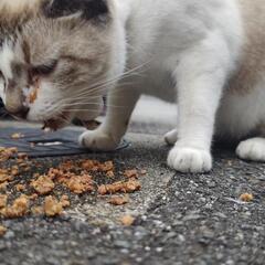 迷い猫😿♀道後方面