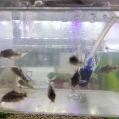 コリドラス青・赤