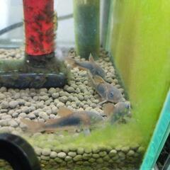 コリドラス青・赤の画像